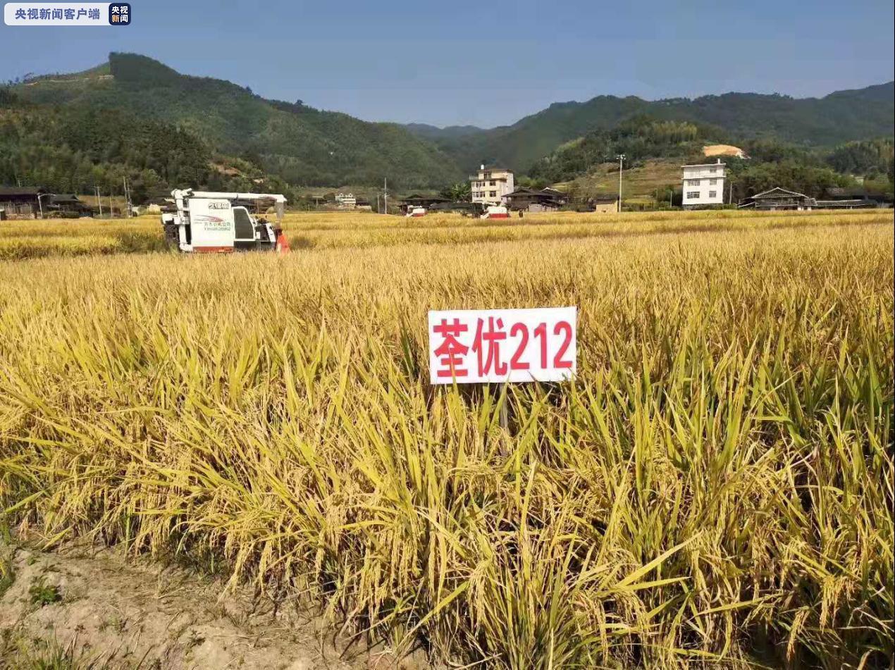 上新啦福建再添一超级水稻新品种