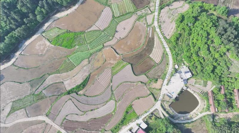 商城县余集镇：“党建红”赋能产业振兴“加速跑”_中国网客户端